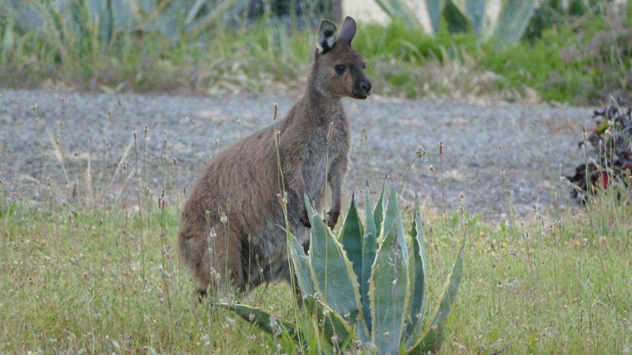 Emu Bay Holiday Homes エクステリア 写真