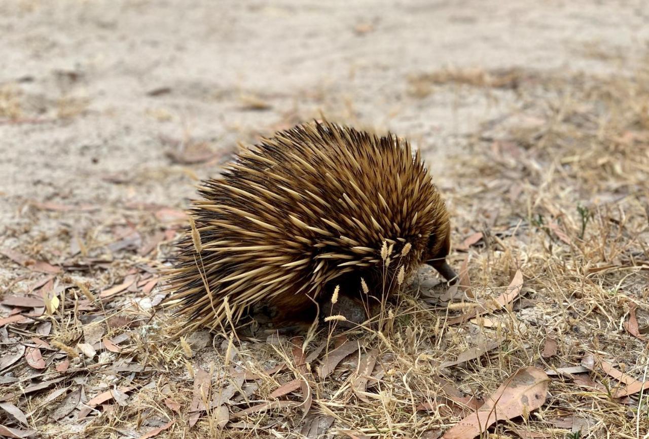 Emu Bay Holiday Homes エクステリア 写真